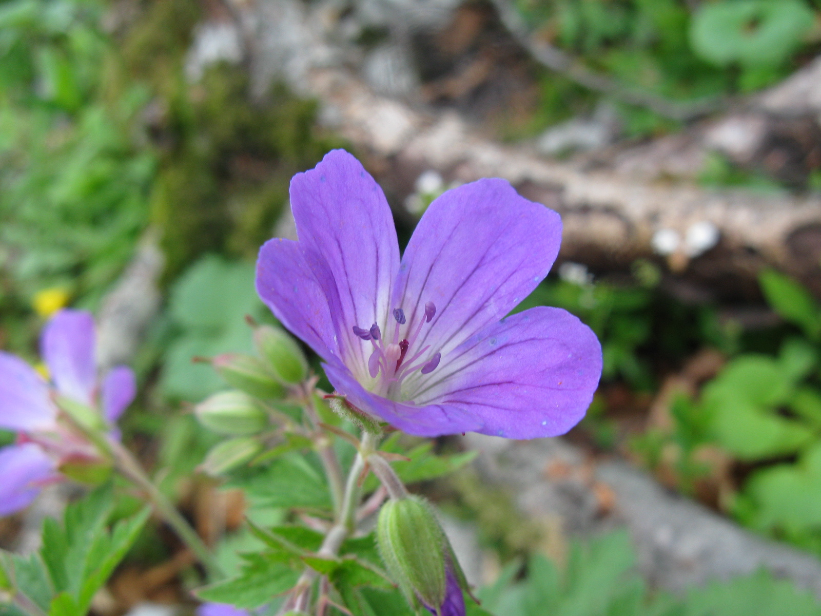 Erdei gólyaorr Geranium sylvaticum