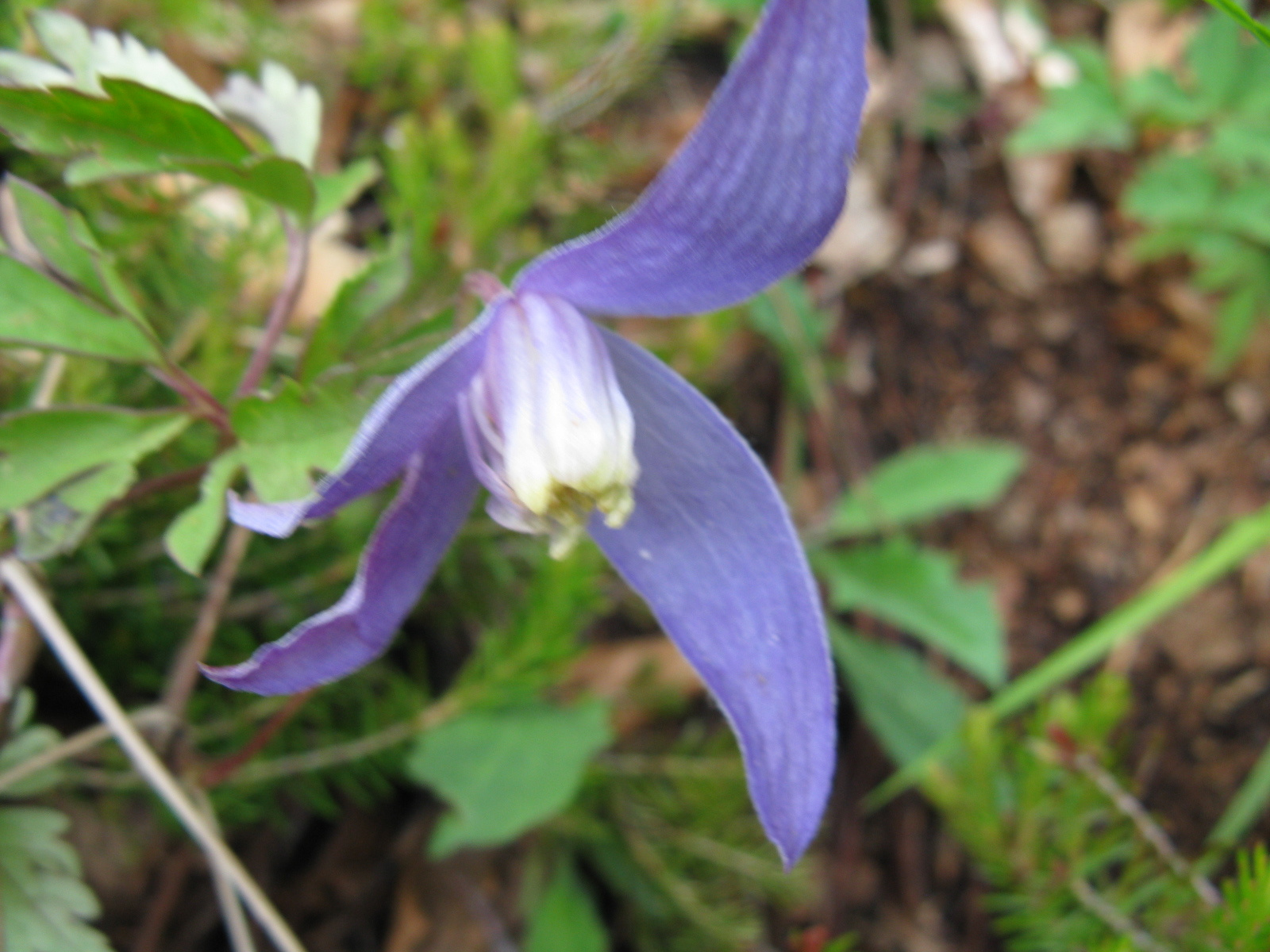 Havasi iszalag Clematis alpina1