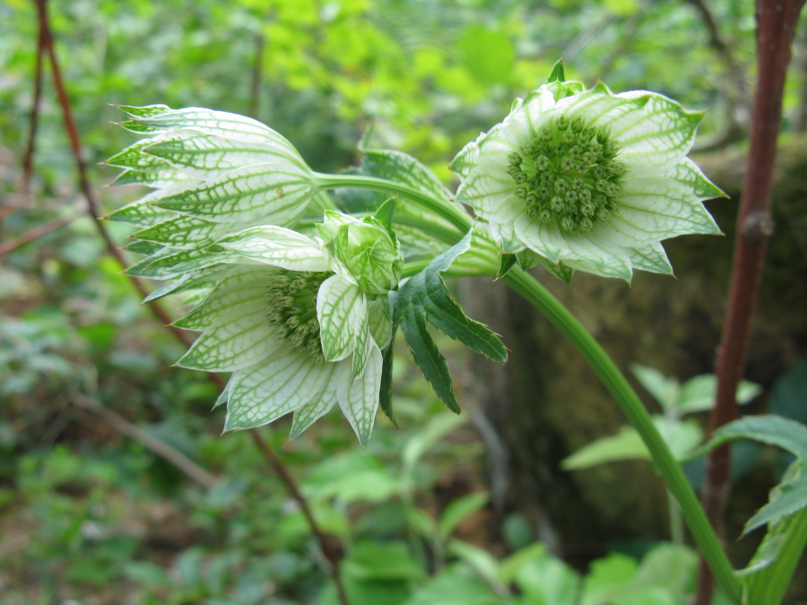 Völgycsillag Astrantia major