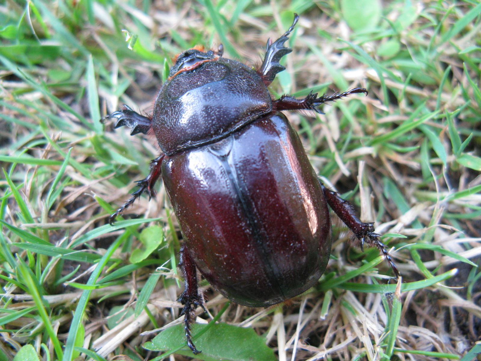 Orszarvú bogár