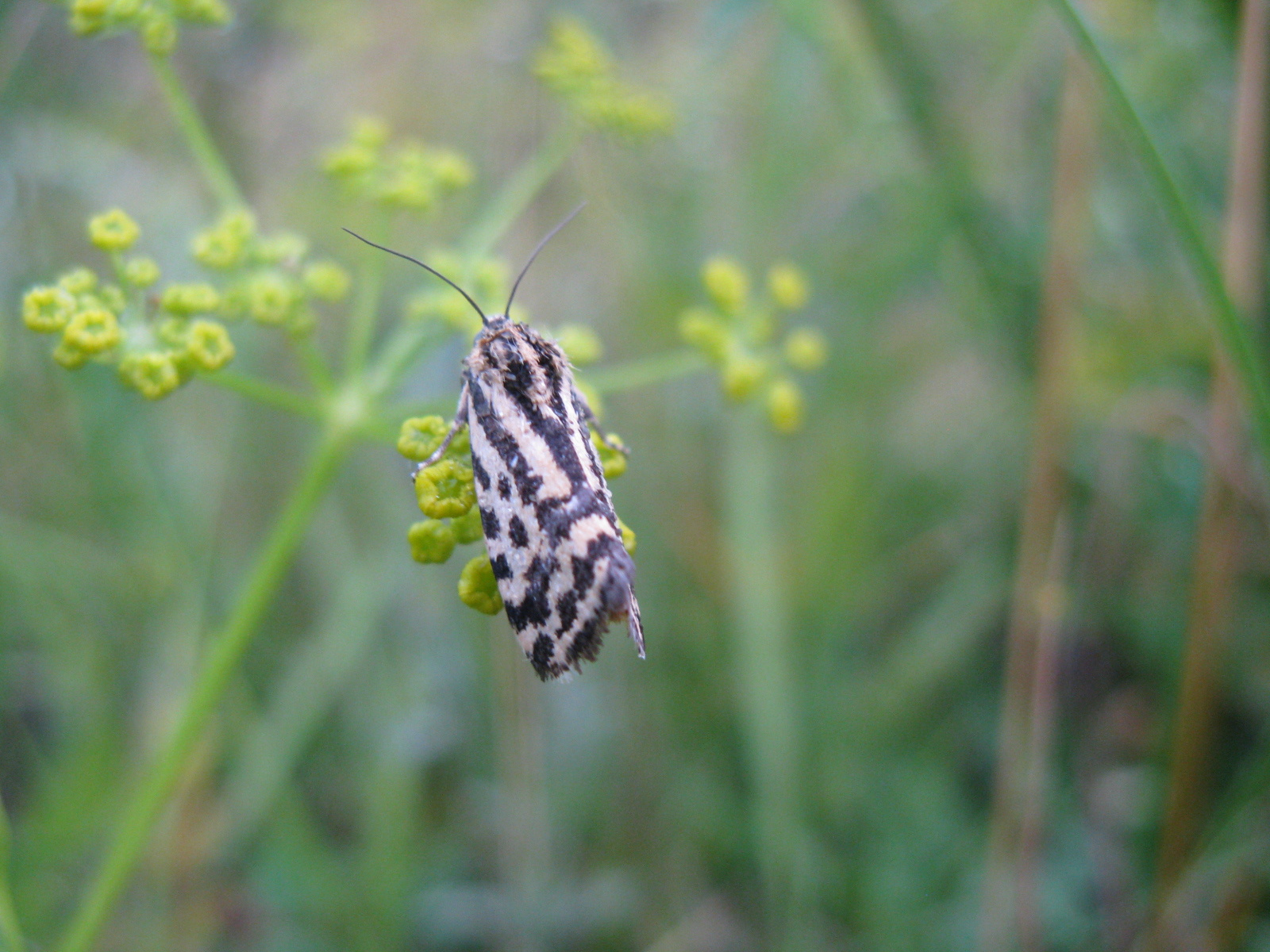 Zebrabagoly