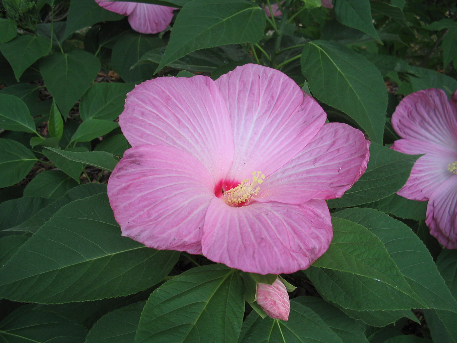 Mocsári hibiscus