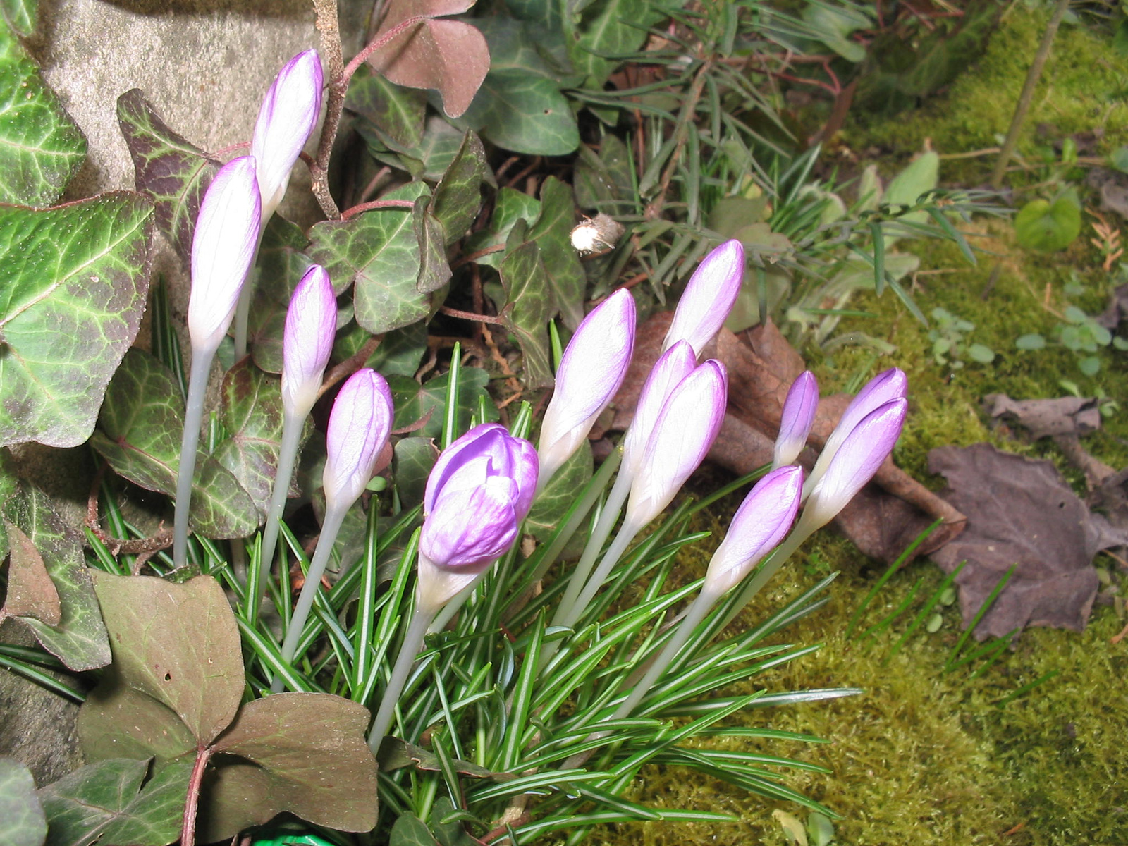 Crocus