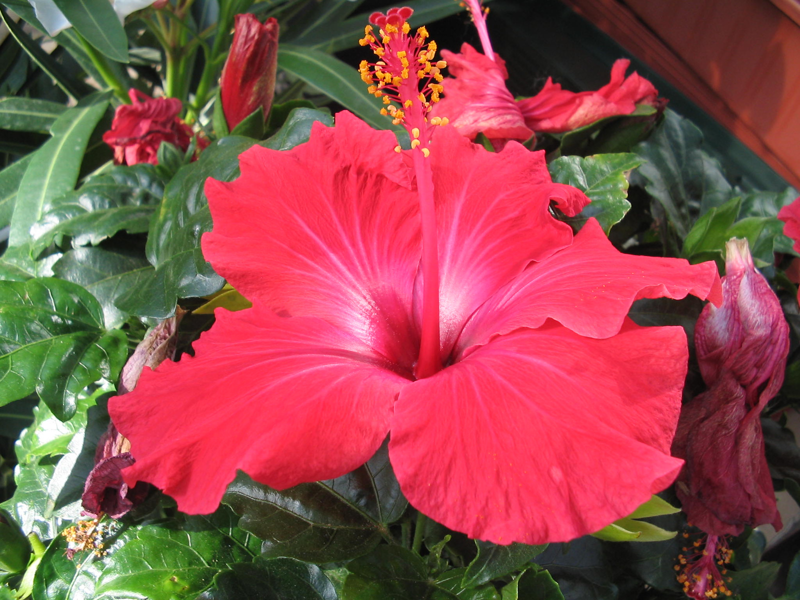 Hibiskus