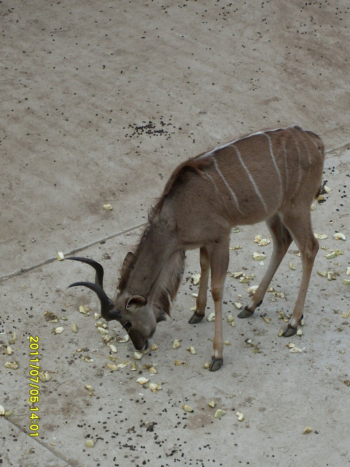 2011 jul 05 Nyiregyházi Vadaspark 370