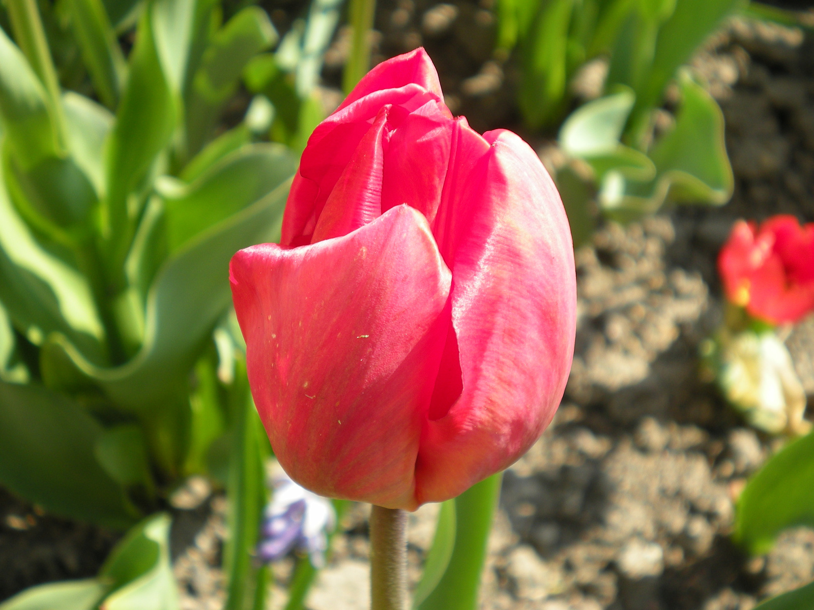 tulipánok2