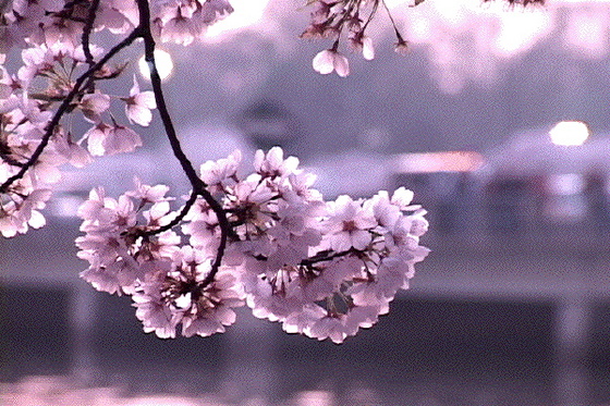 2003-8-13-cseresznye