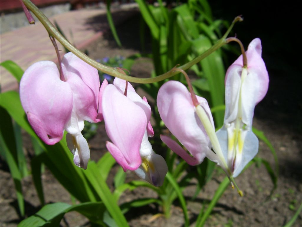 szívvirág (dicentra spectabilis)