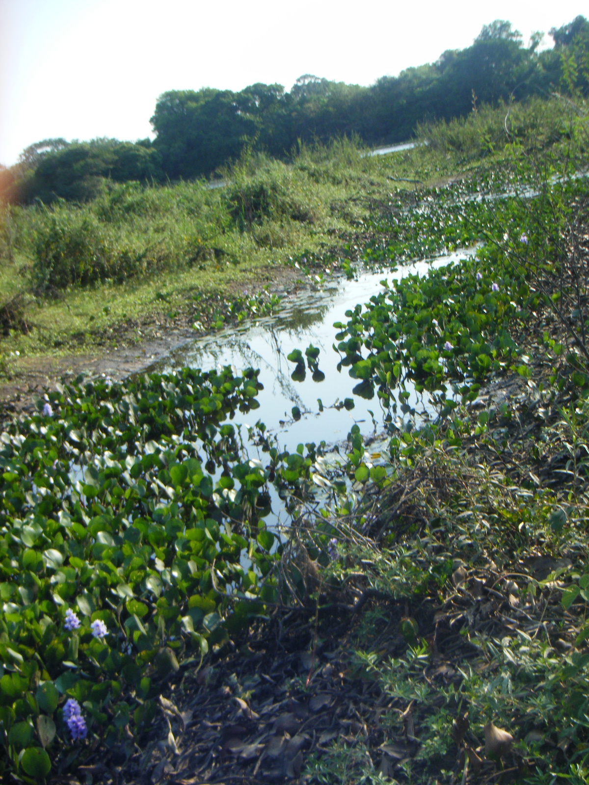 Pantanal