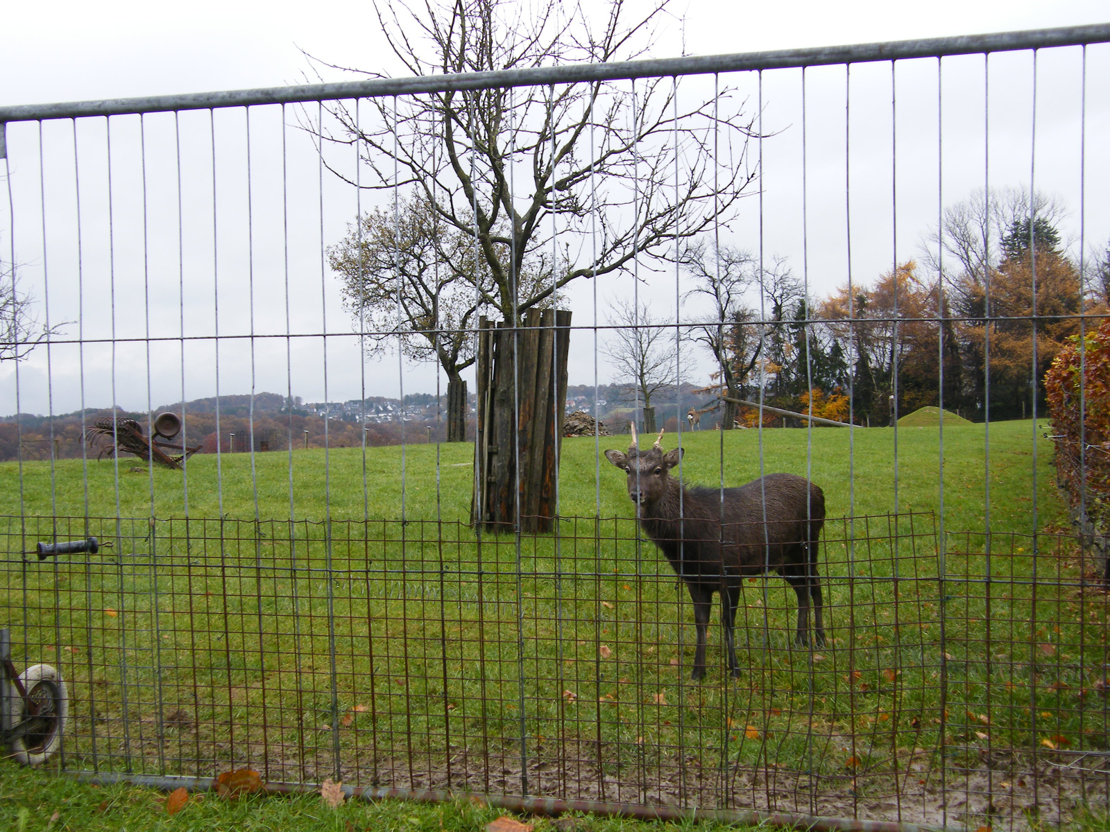 bergisch gladbach 479