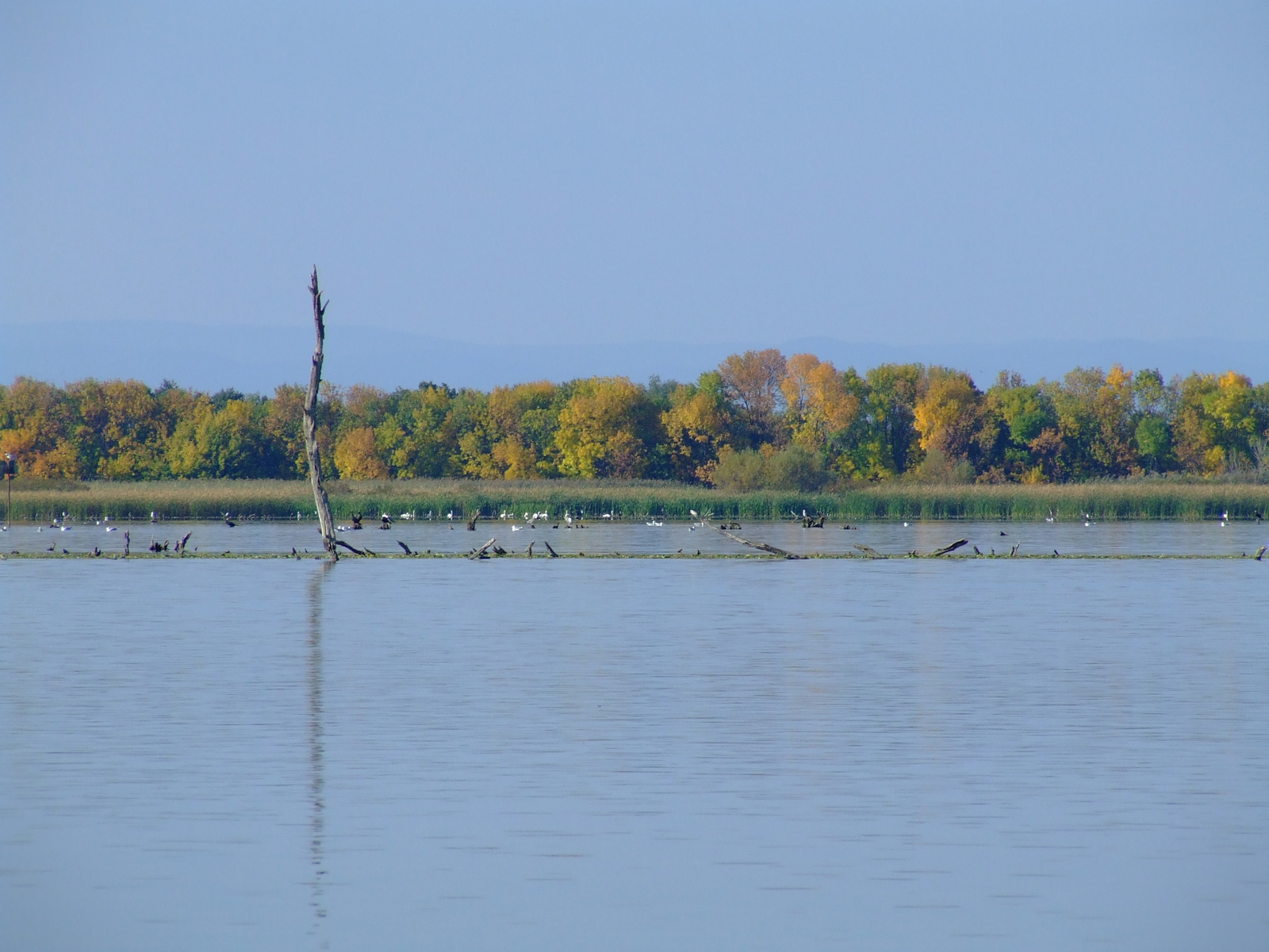 Tisza-tó (2007. szept.)