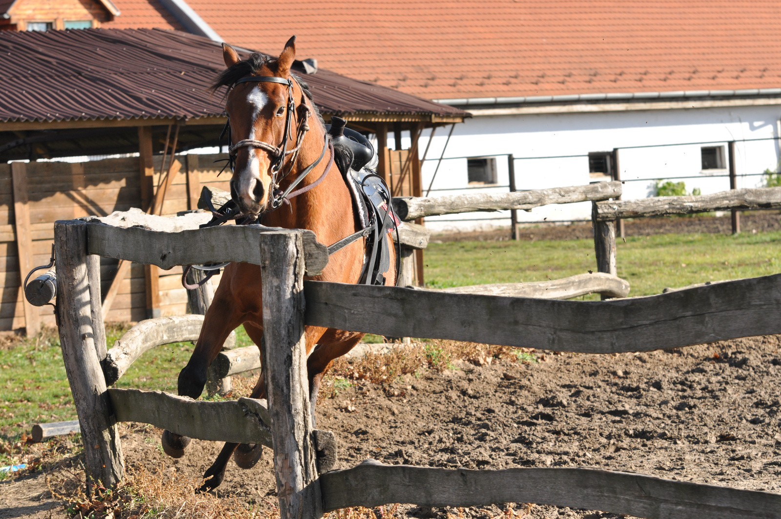 Simonpuszta - 2010.11.13.