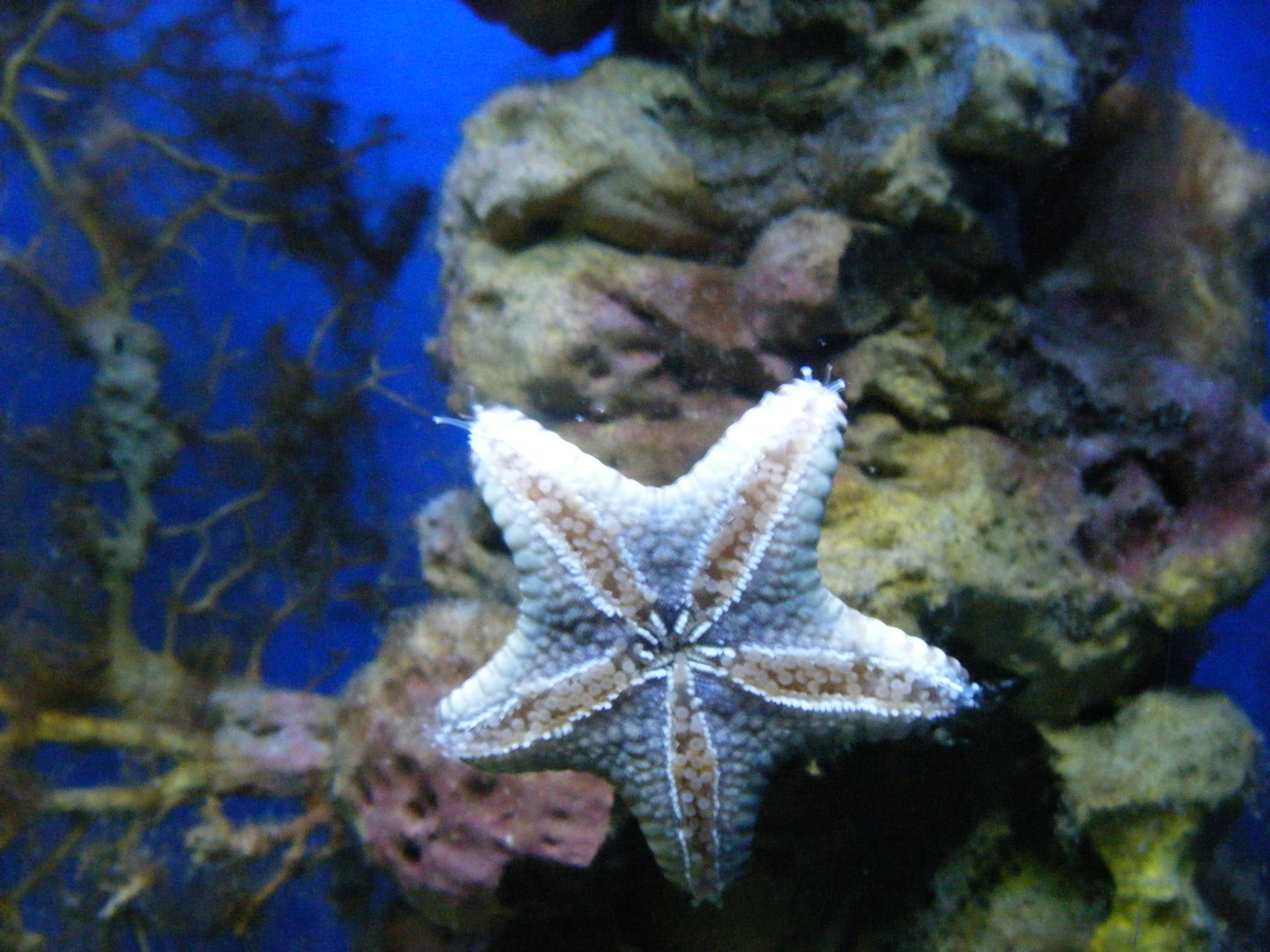 tengeri csillag