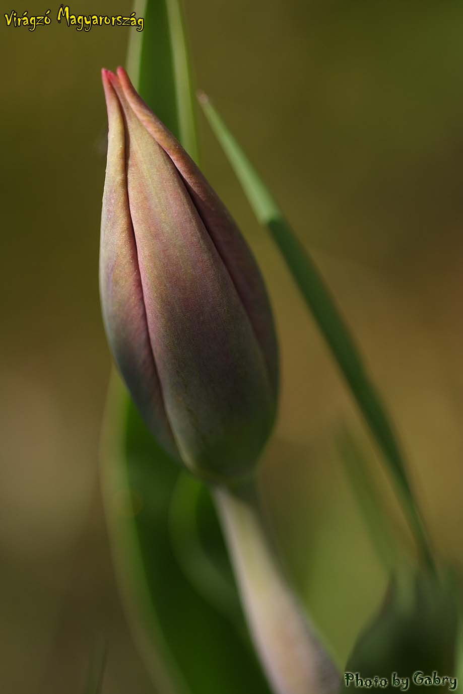 Tulipán 1 - dr. Udvardy László porteleki tanyája