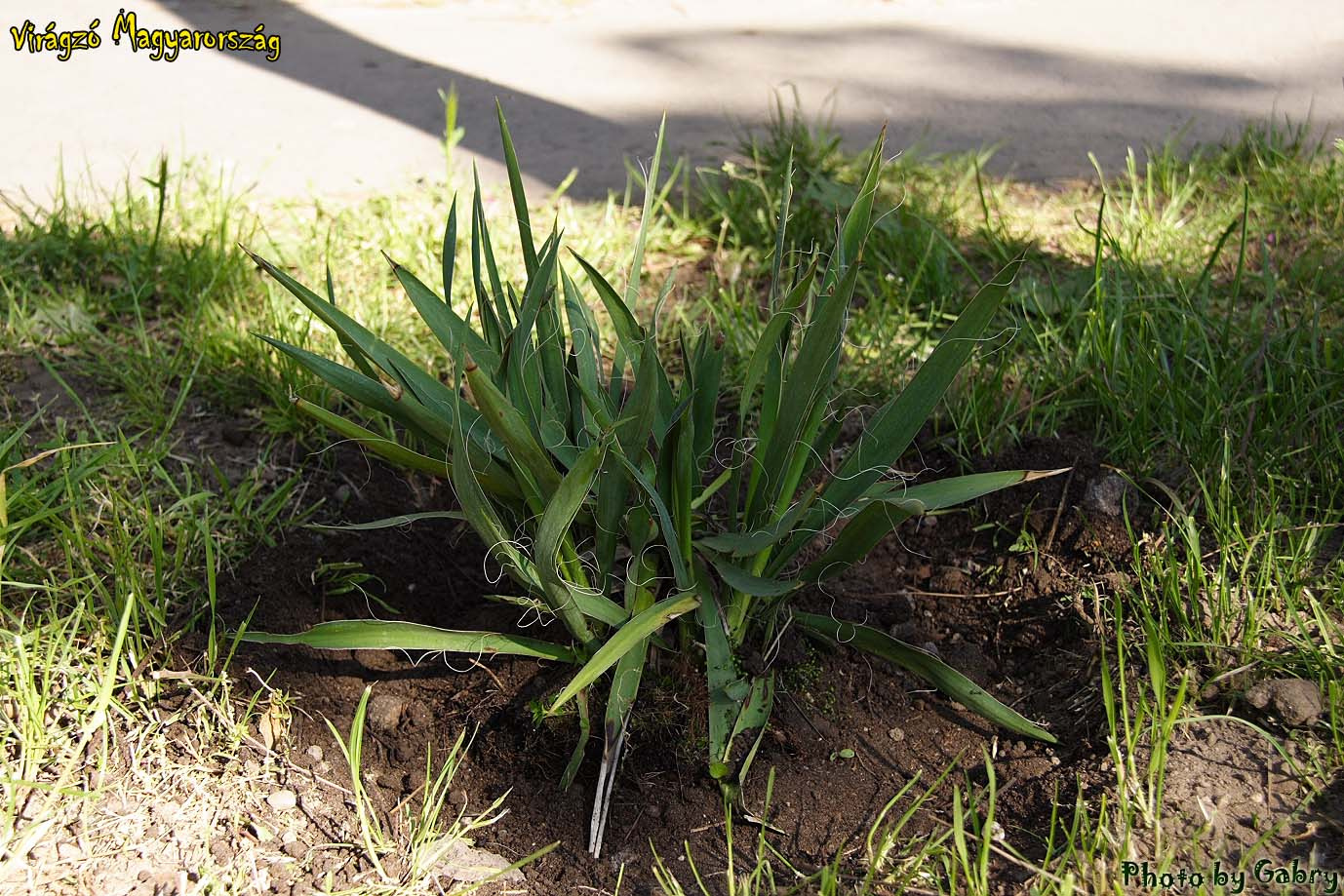 16-Jukka - Yucca sp.