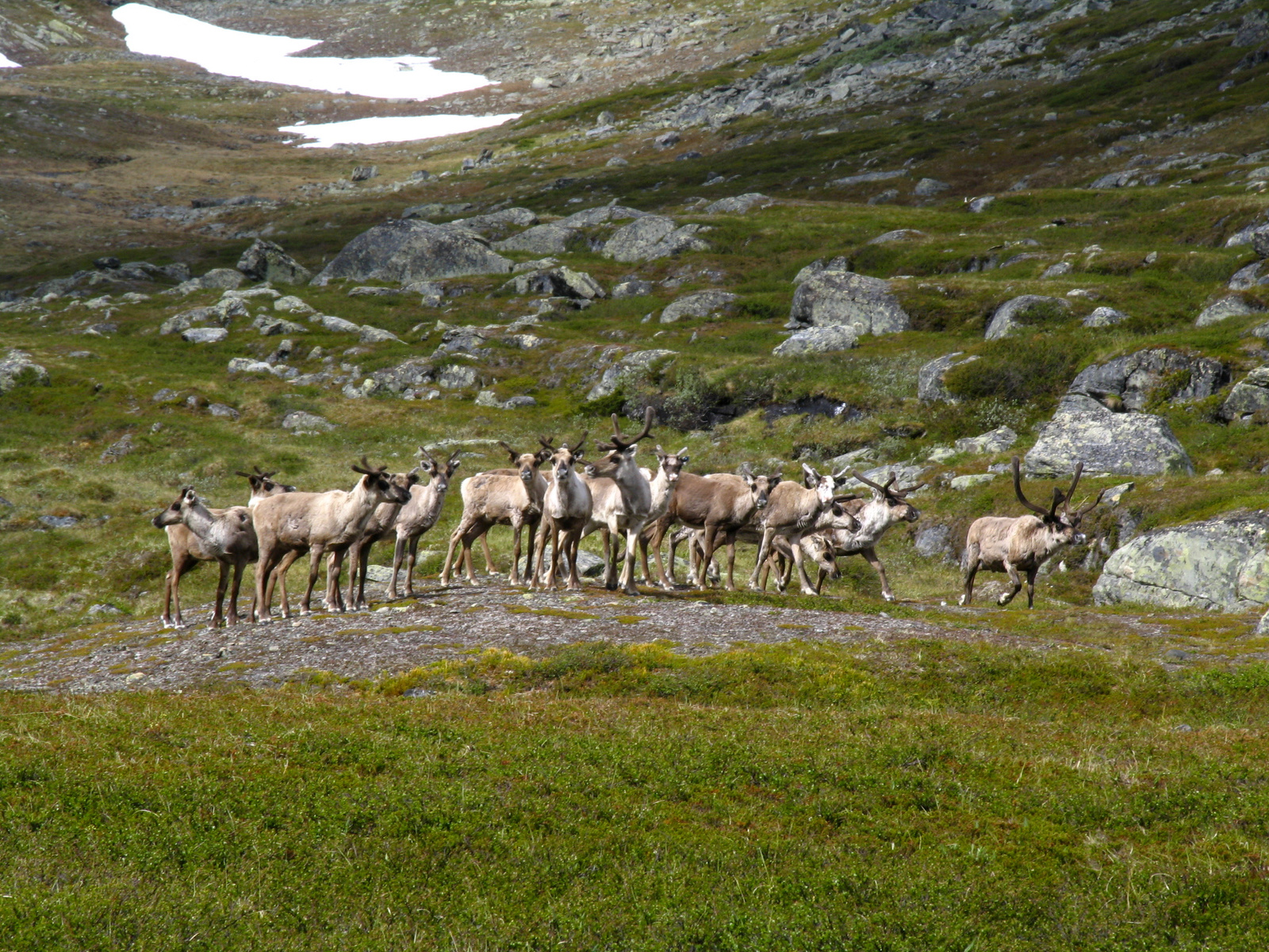 Kungsleden