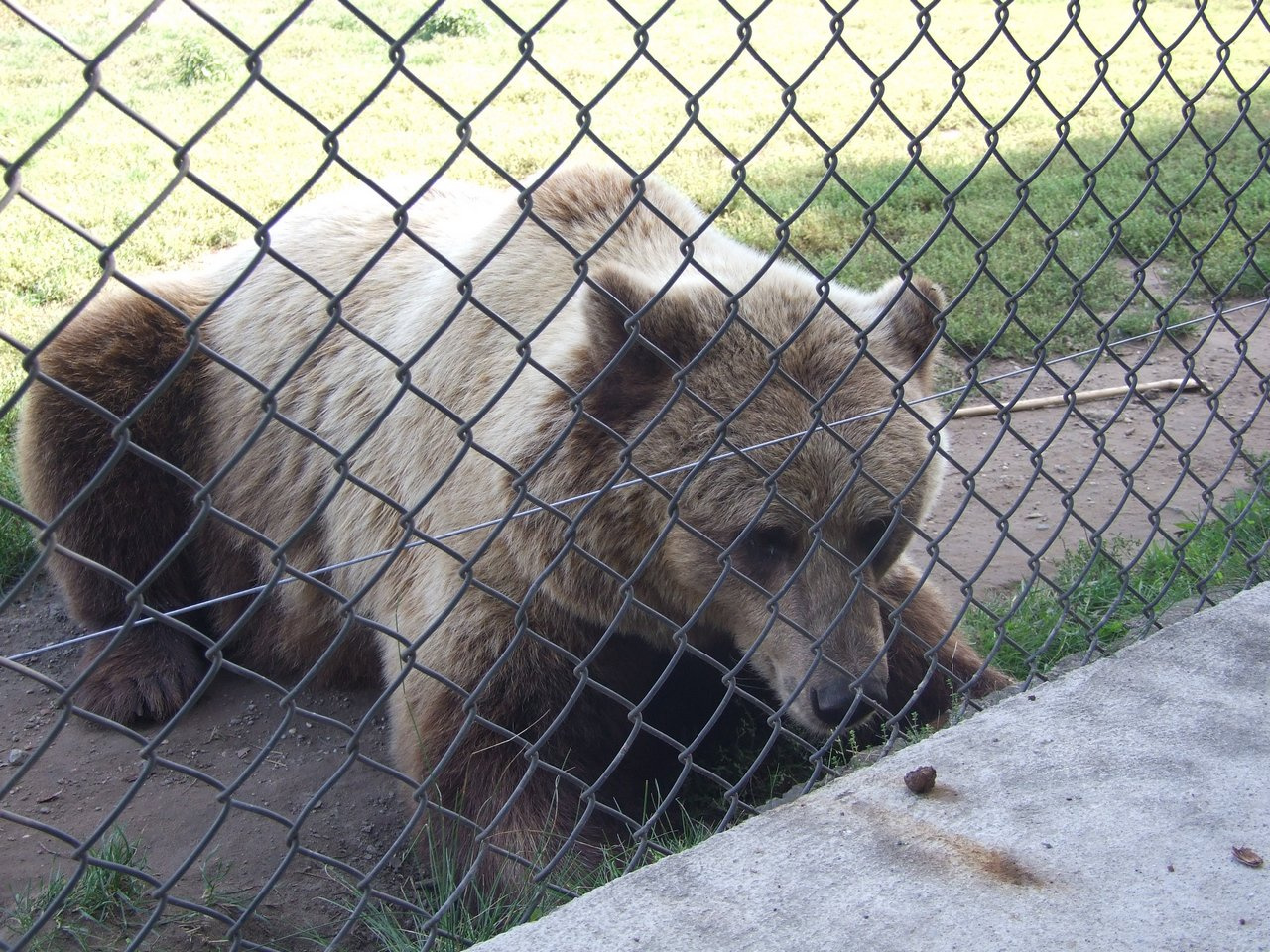 Veresegyházi Medvepark 11