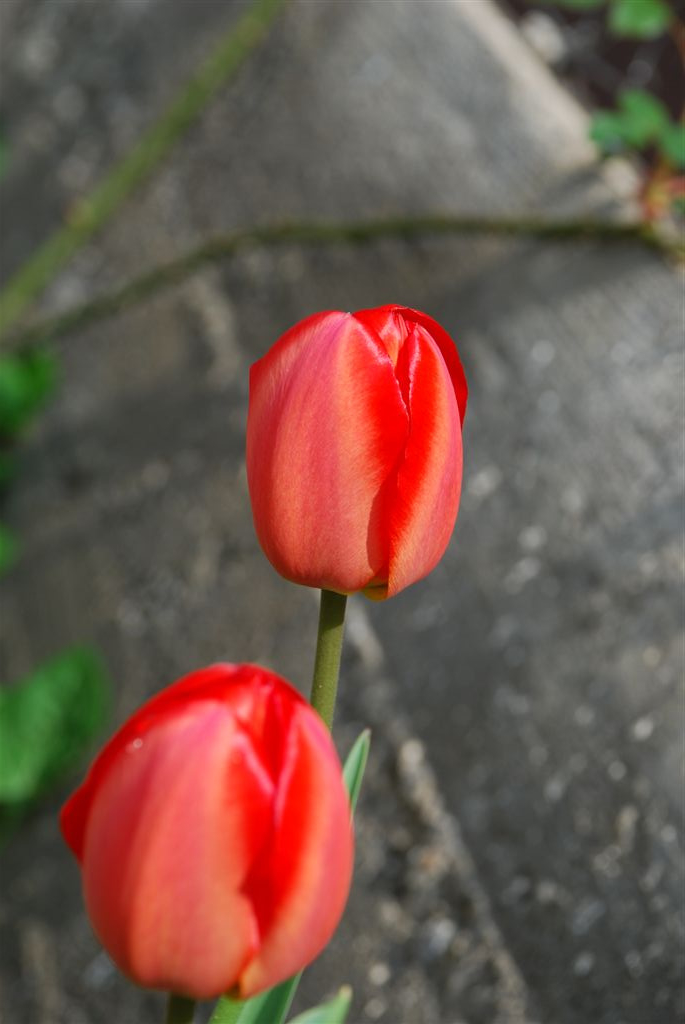 Tulipán