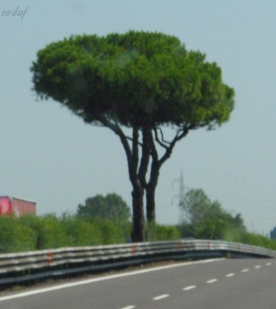 tree on the highway