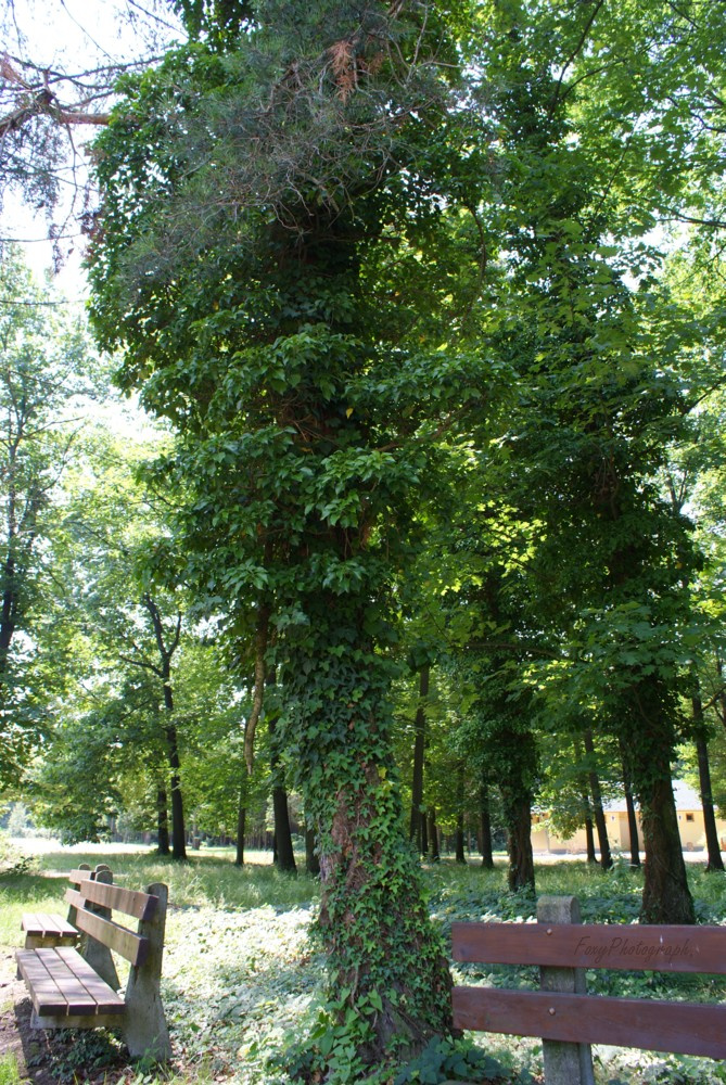 tree in green