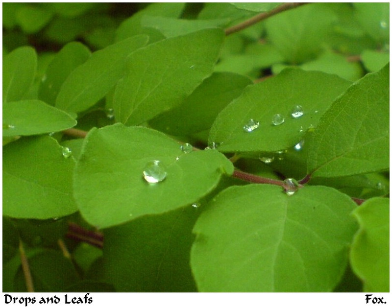 Drops and Leafs