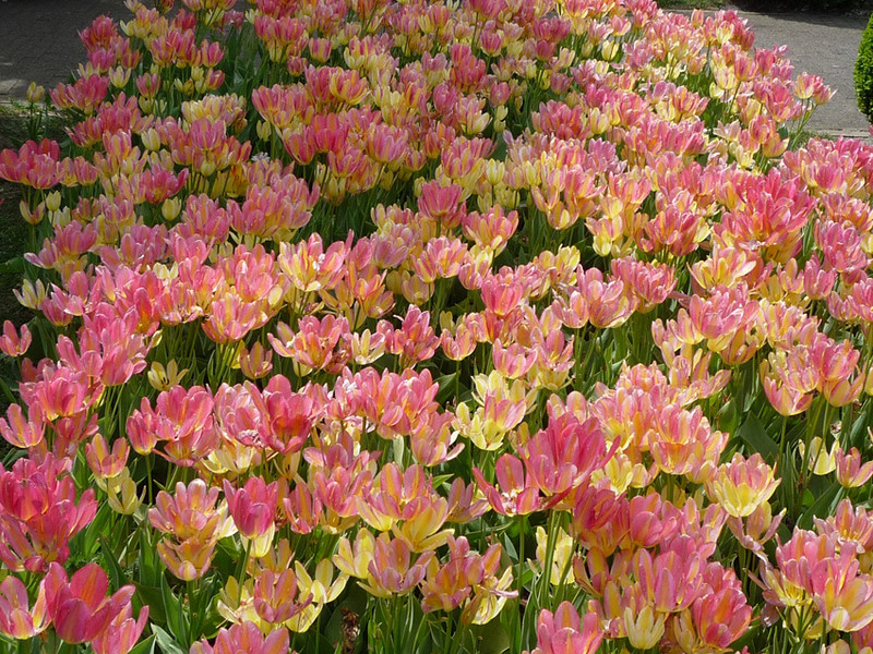 keukenhof 50