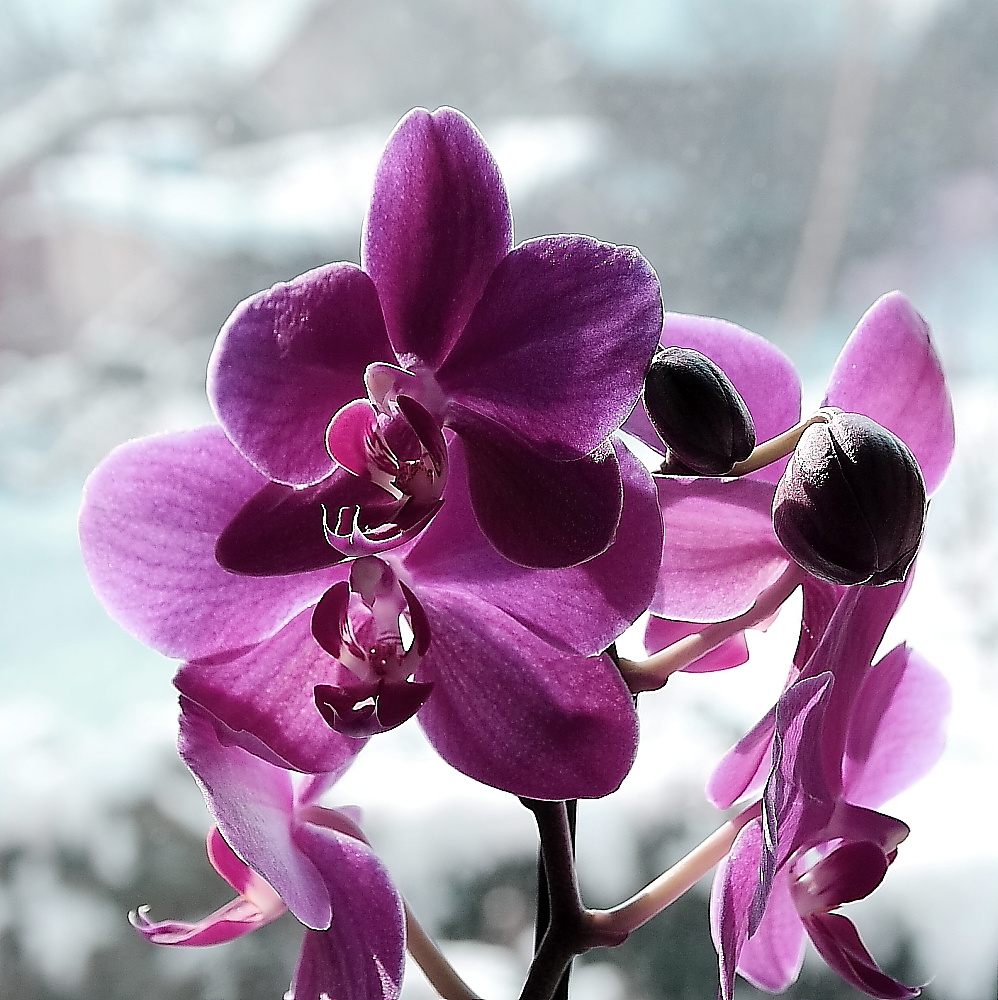 Orchidea6