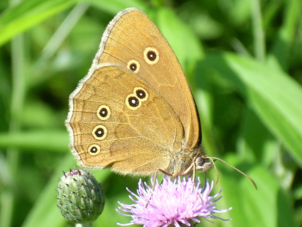 Közönséges ökörszemlepke (Aphantopus hyperantus)