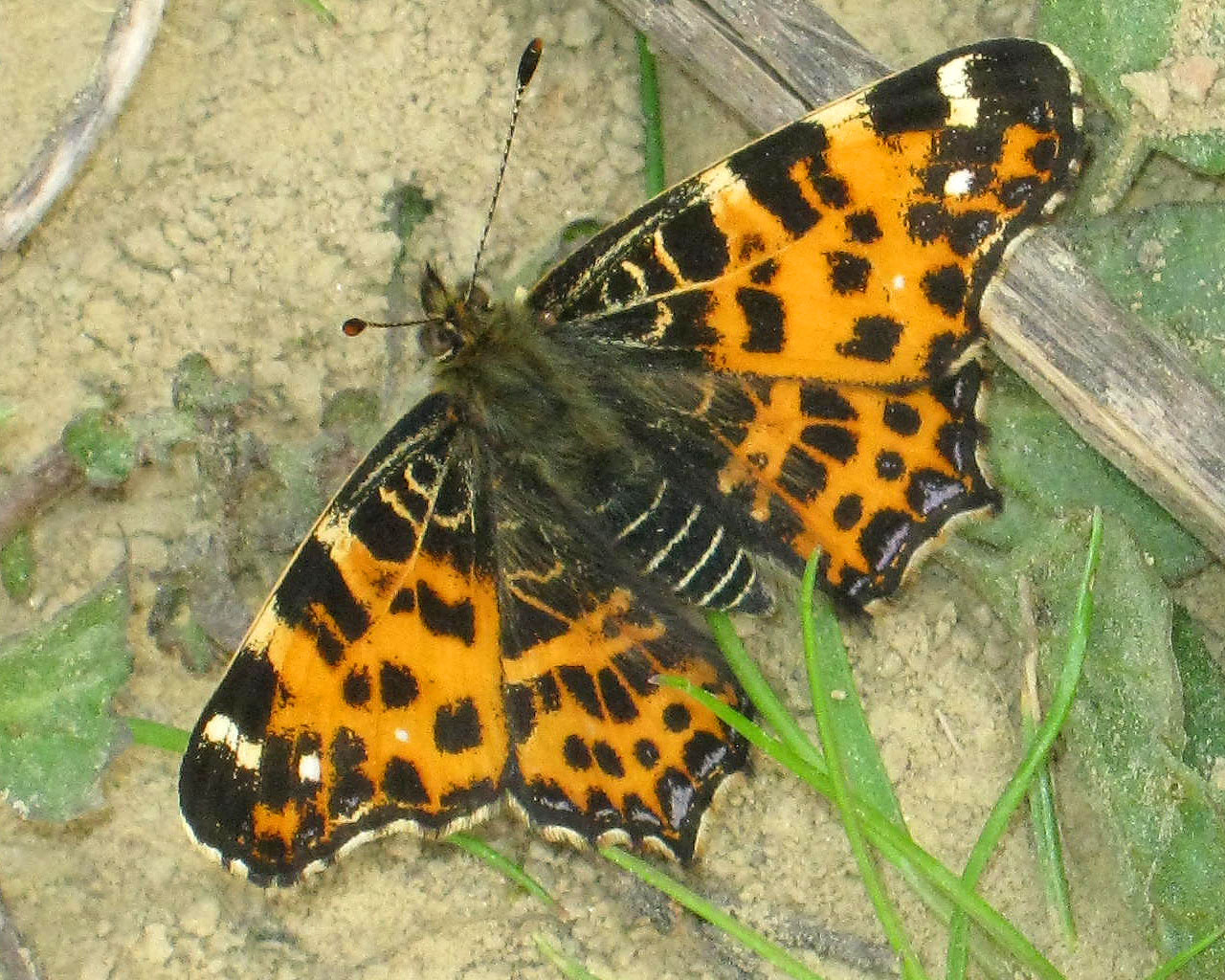 Pókhálós lepke (Araschnia levana) tavaszi alak