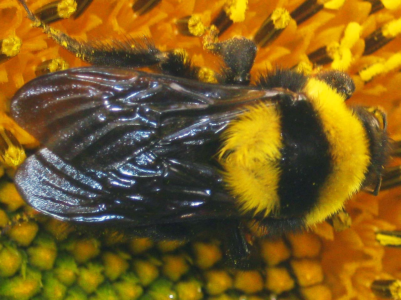 Délvidéki poszméh (Bombus argillaceus) 02