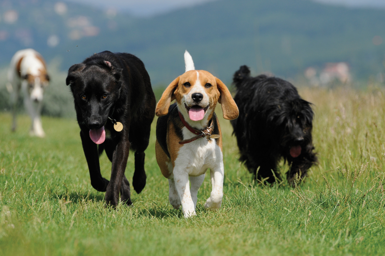 Bambi, Buddy, Beagle, Fáni