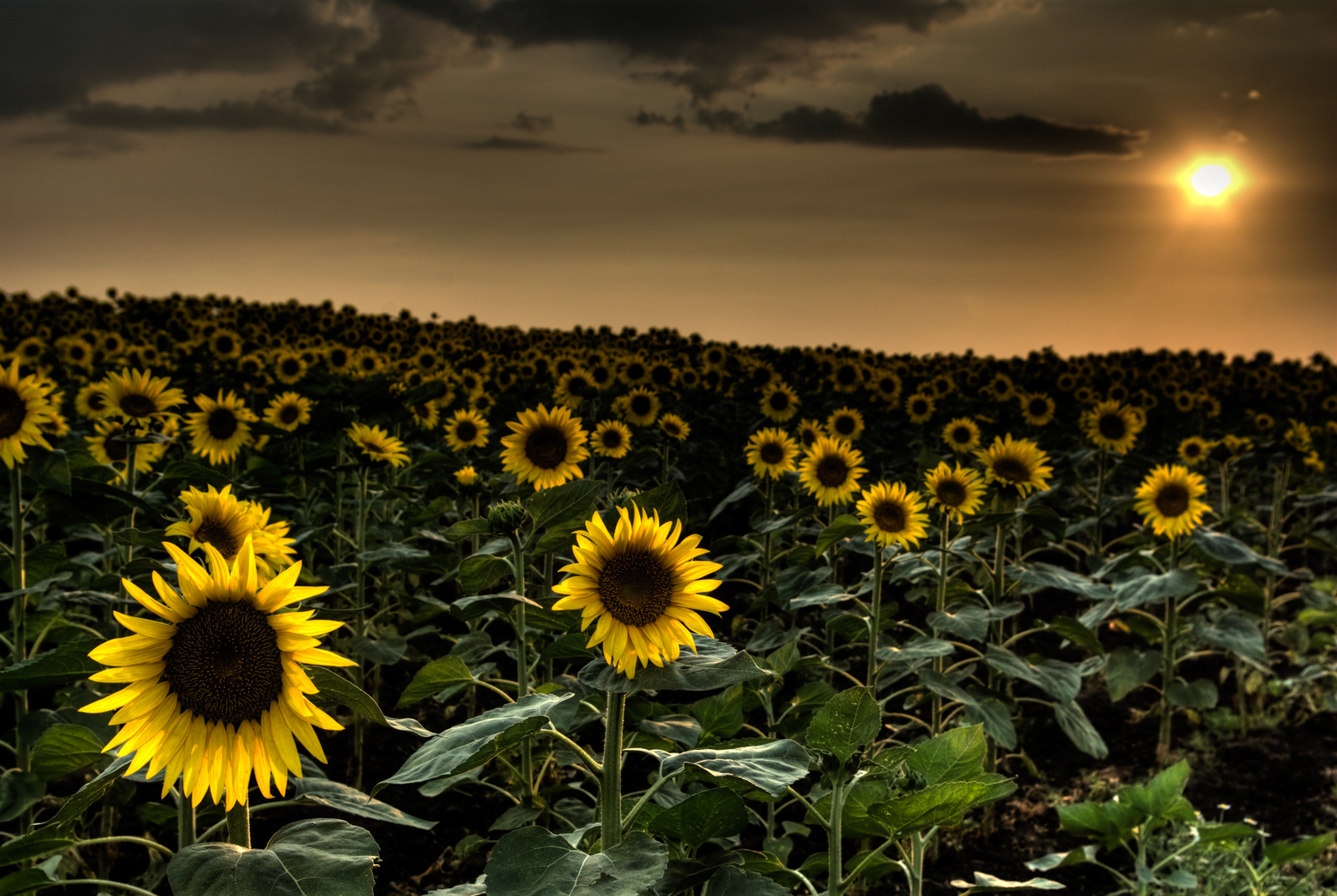 sun & flower