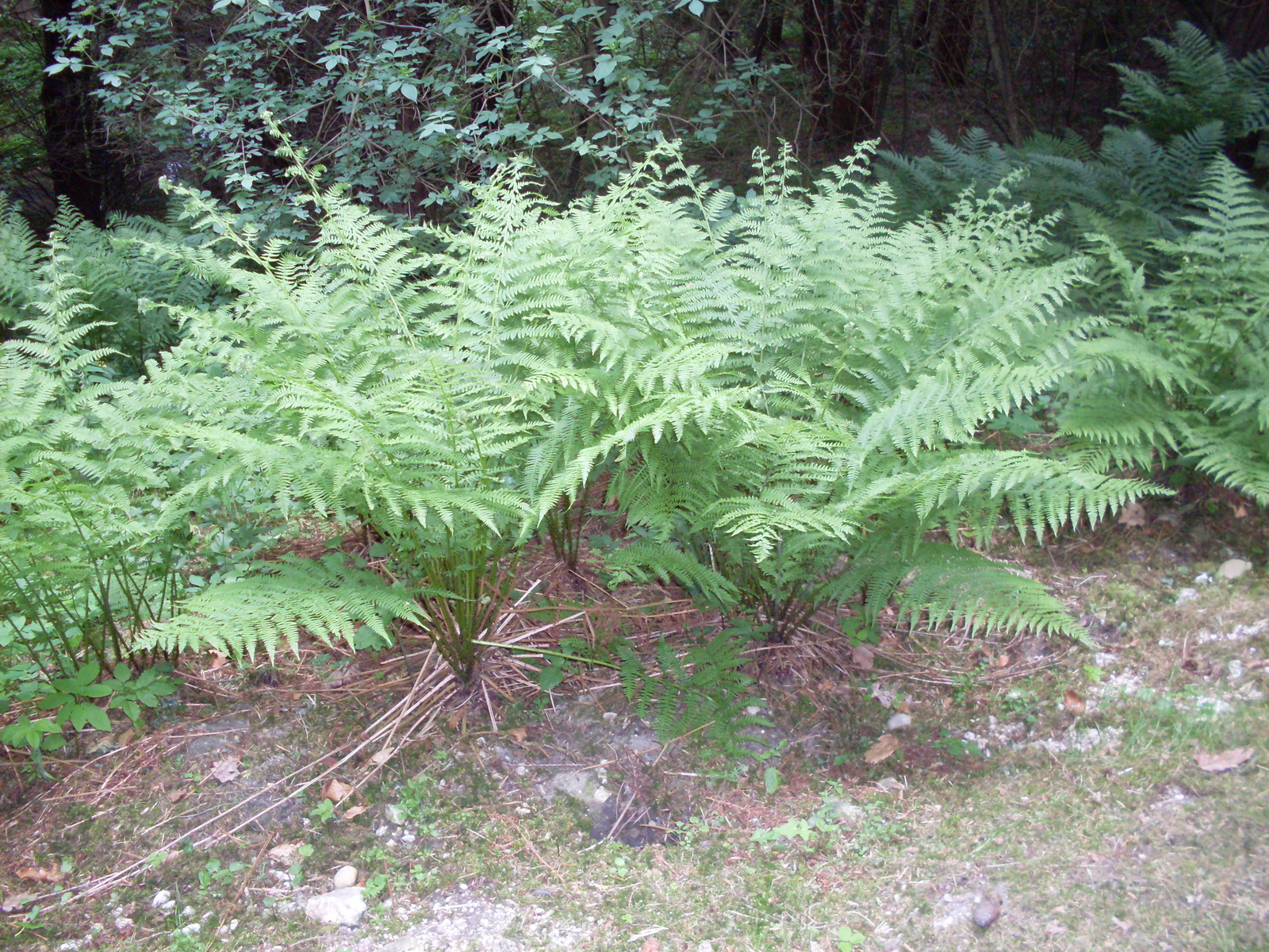 Vértesszőlős és Agostyán arborétum 171