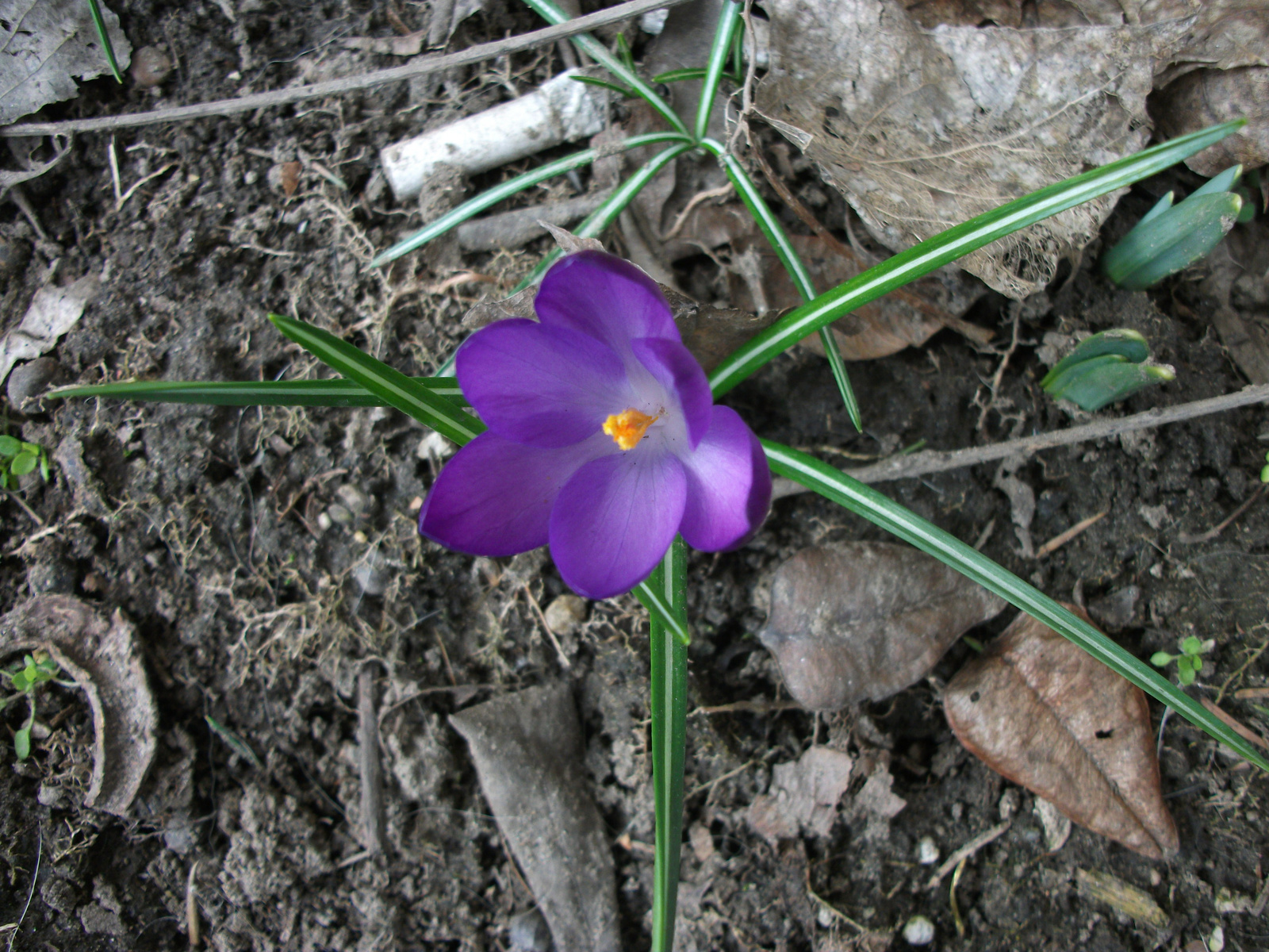 tavasz első napjai2010 03 19