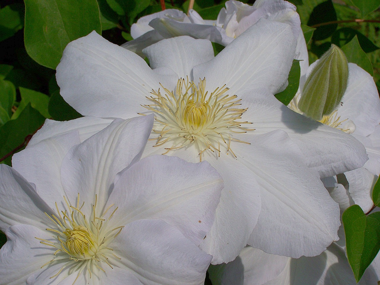 clematis, clematisek