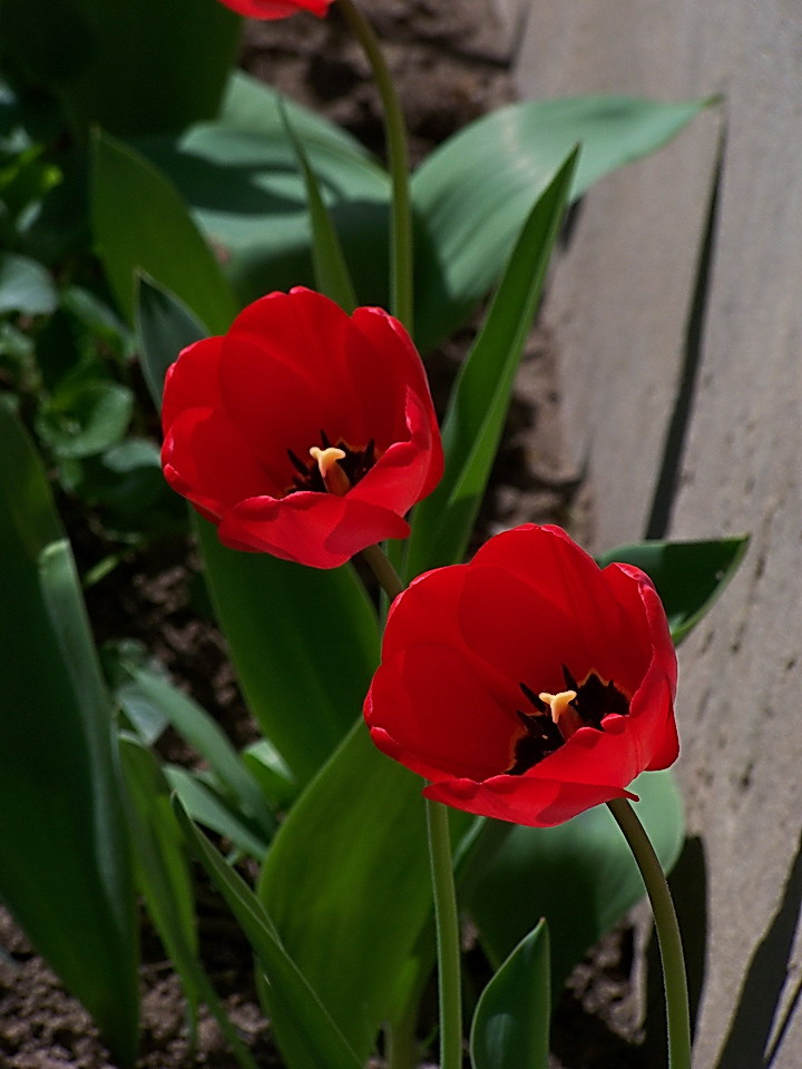 tulipán, ketten a fal mellett