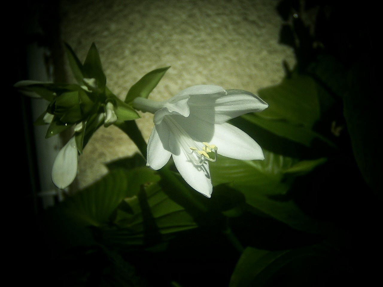 árnyékliliom, az első virágja nyílik