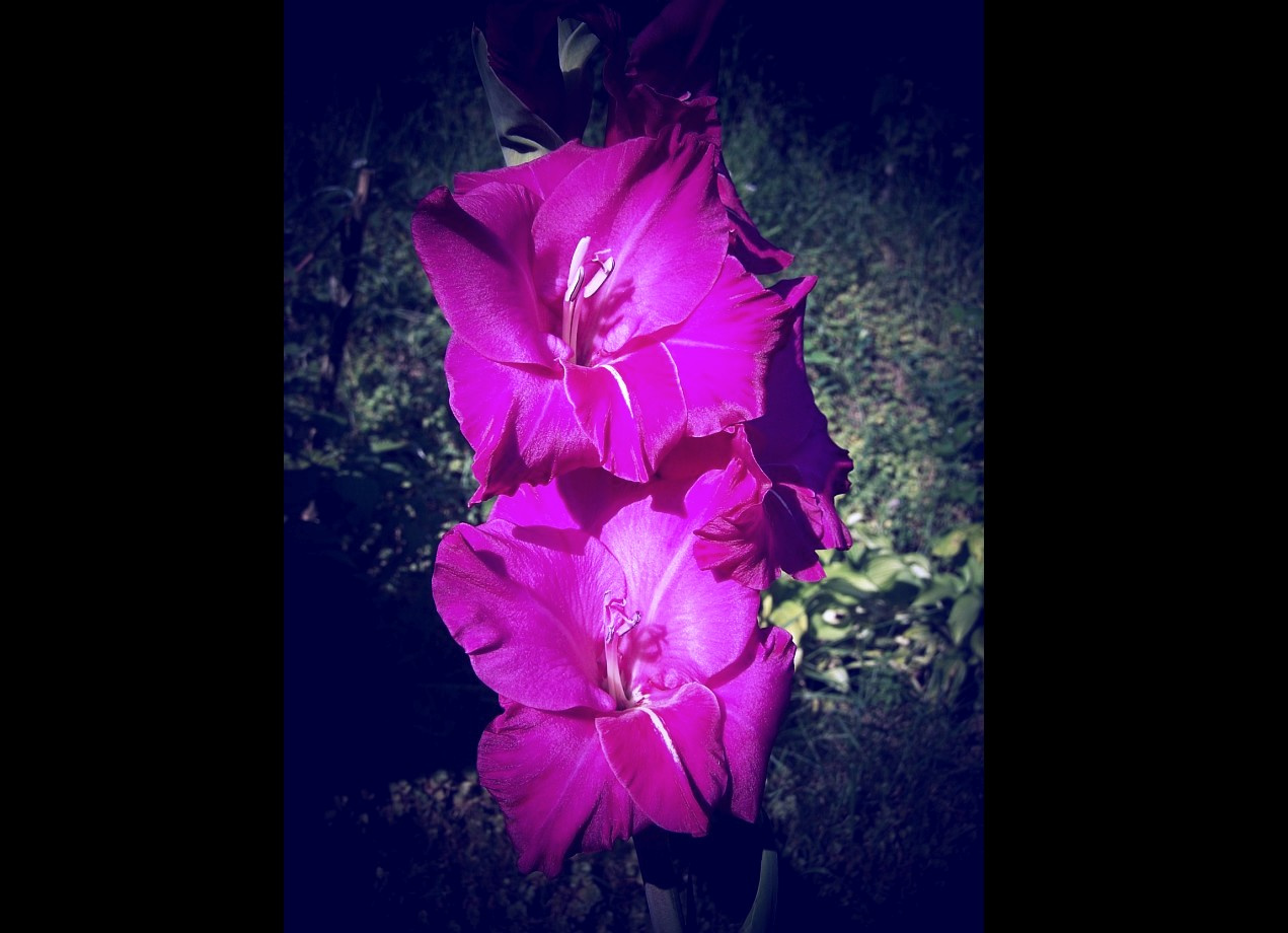 kardvirág, lila két virága