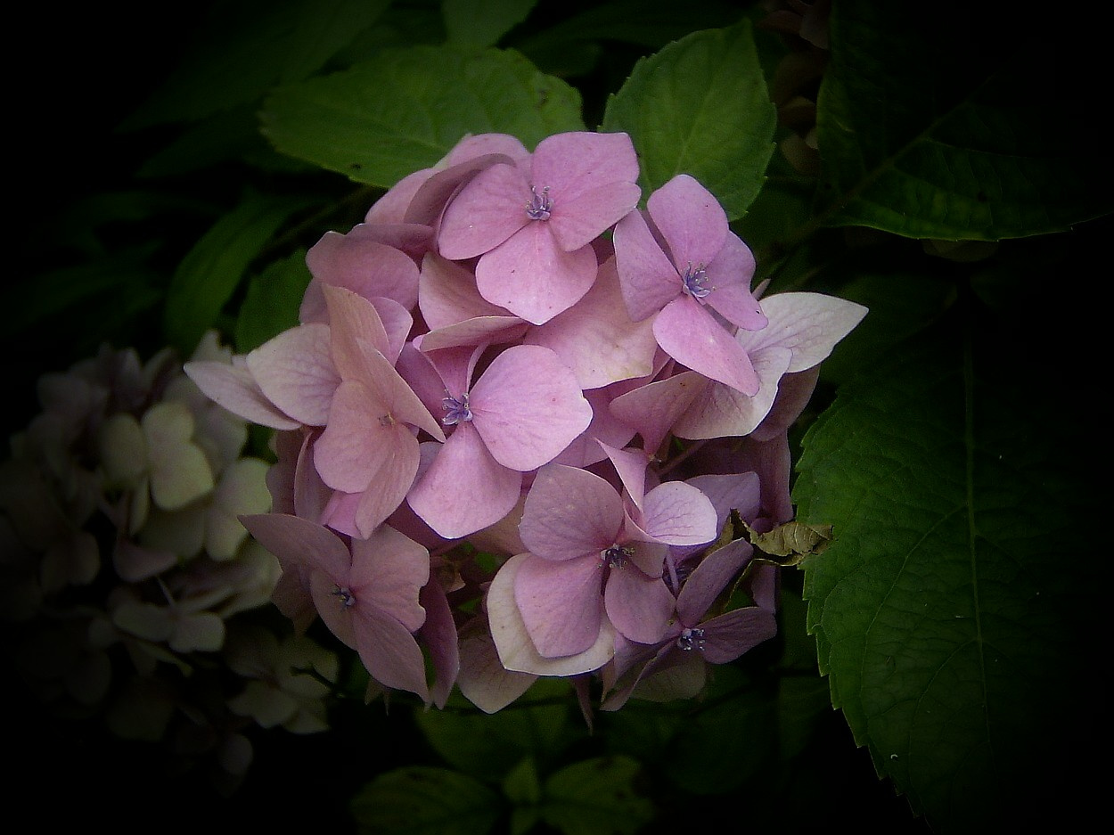 hortenzia, halvány lila