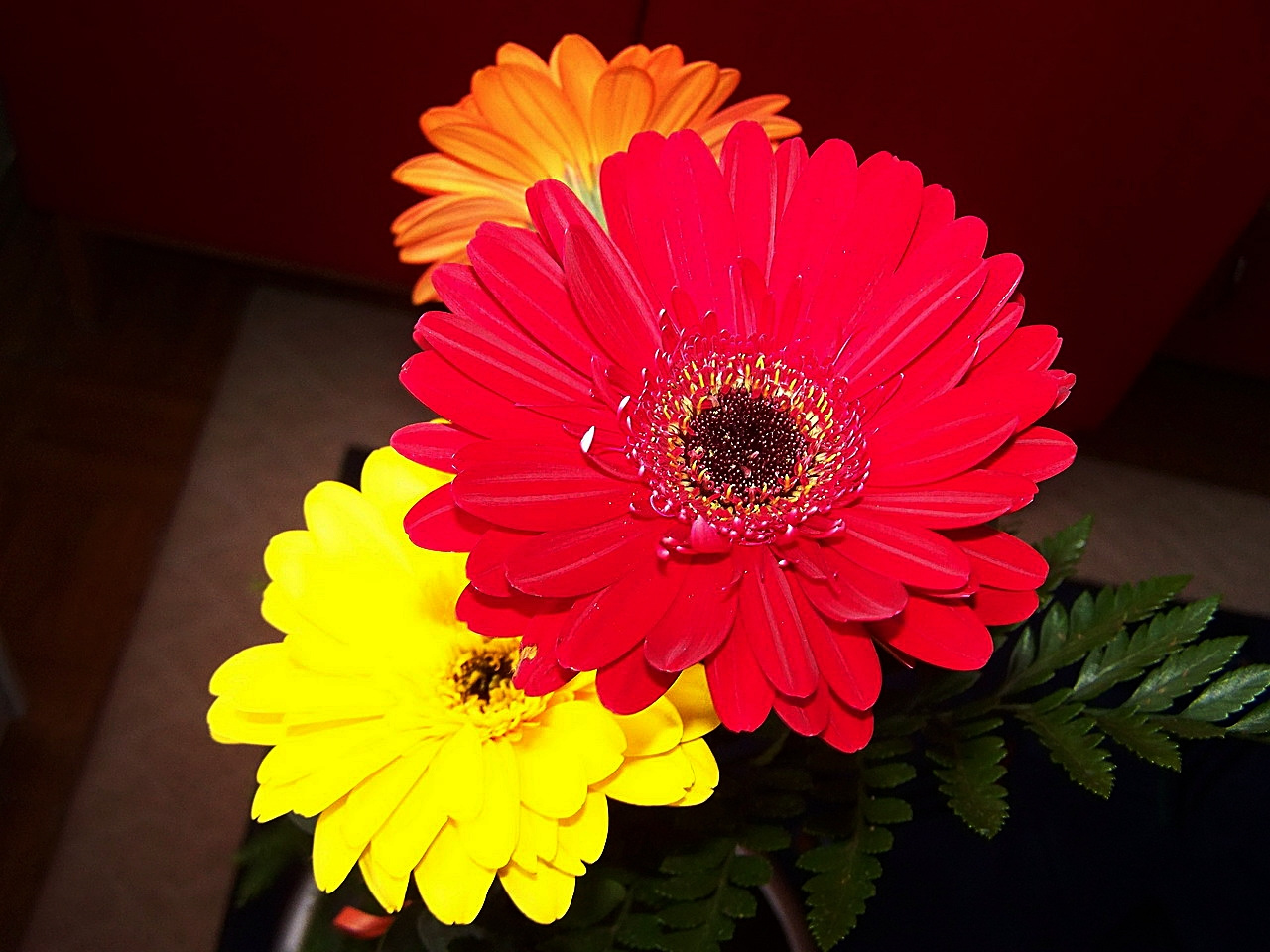 gerbera, fényben a bordó