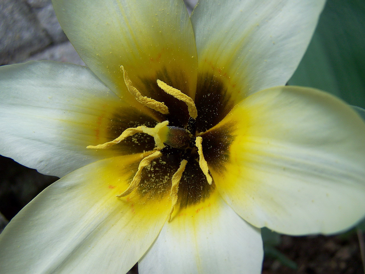 tulipán, a génlabor