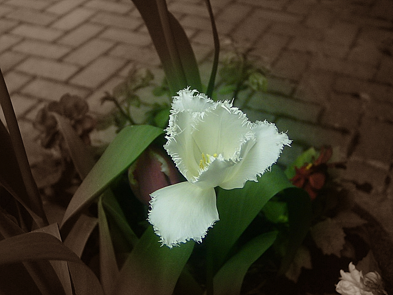 tulipán, fehér, rojtos szegéllyel