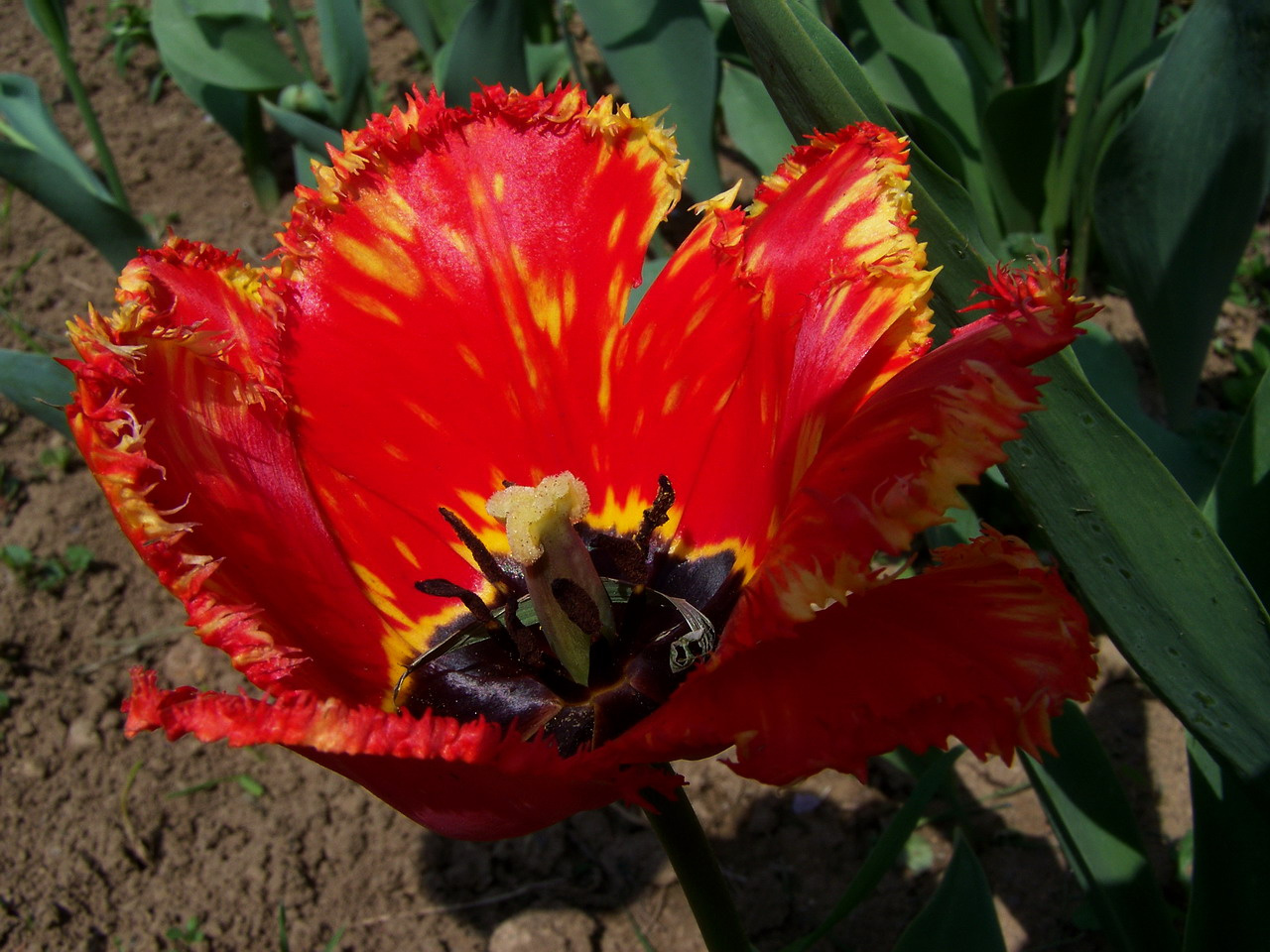 tulipán, sárgával fröccsentett