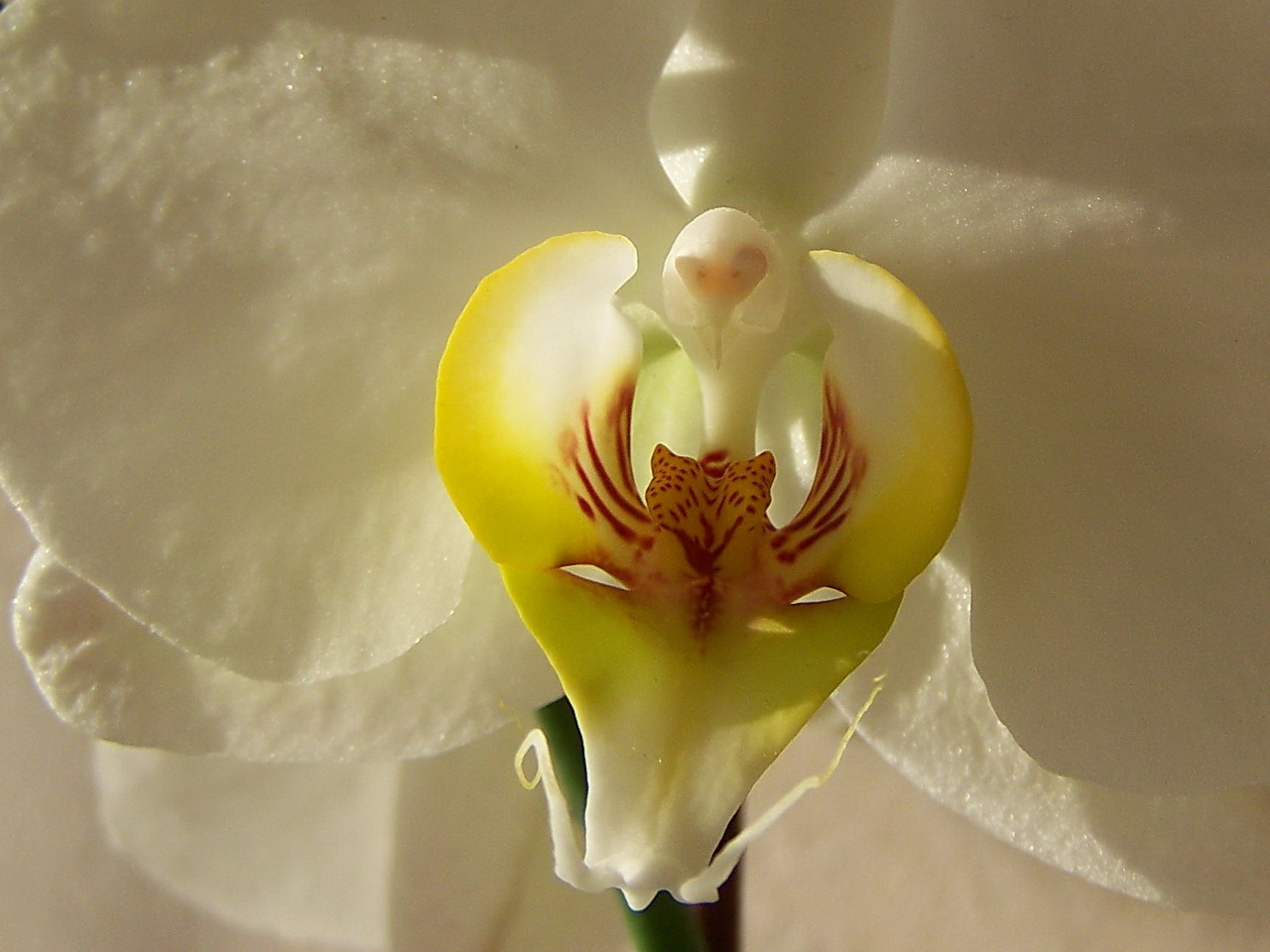 orchidea, egészen közel
