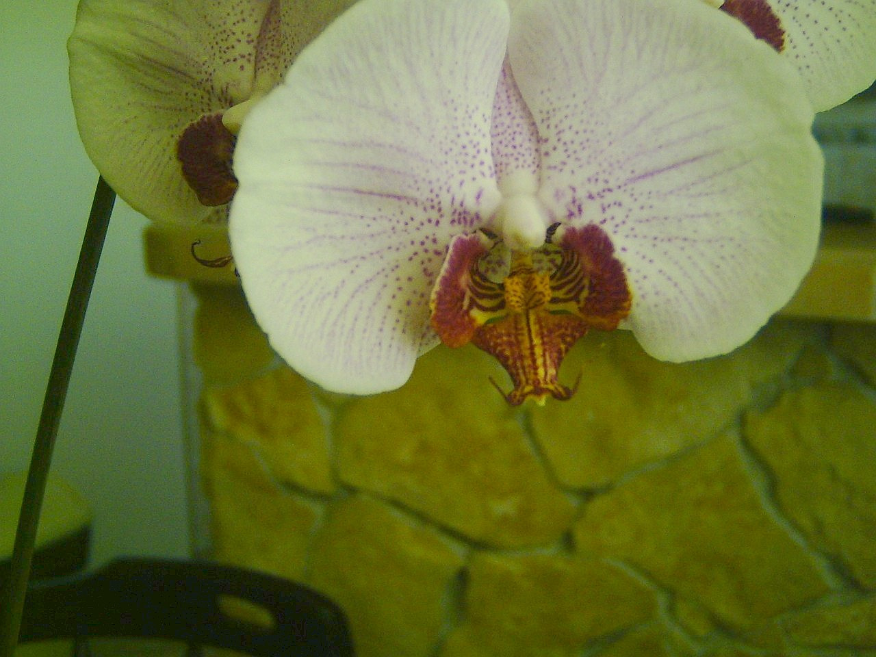 orchidea 10