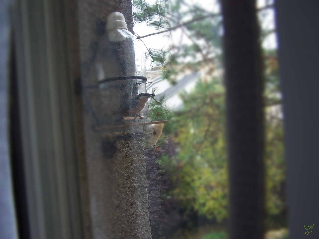 madarak, etető az ablakban