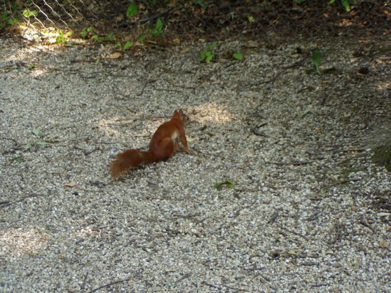 schönbrunn állatkert (1)