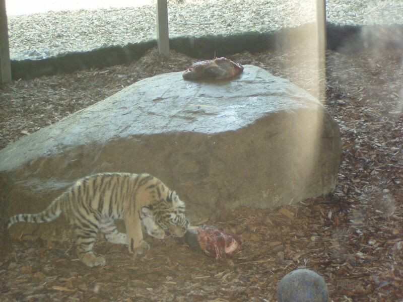 schönbrunn állatkert (34)