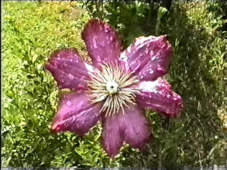 clematis