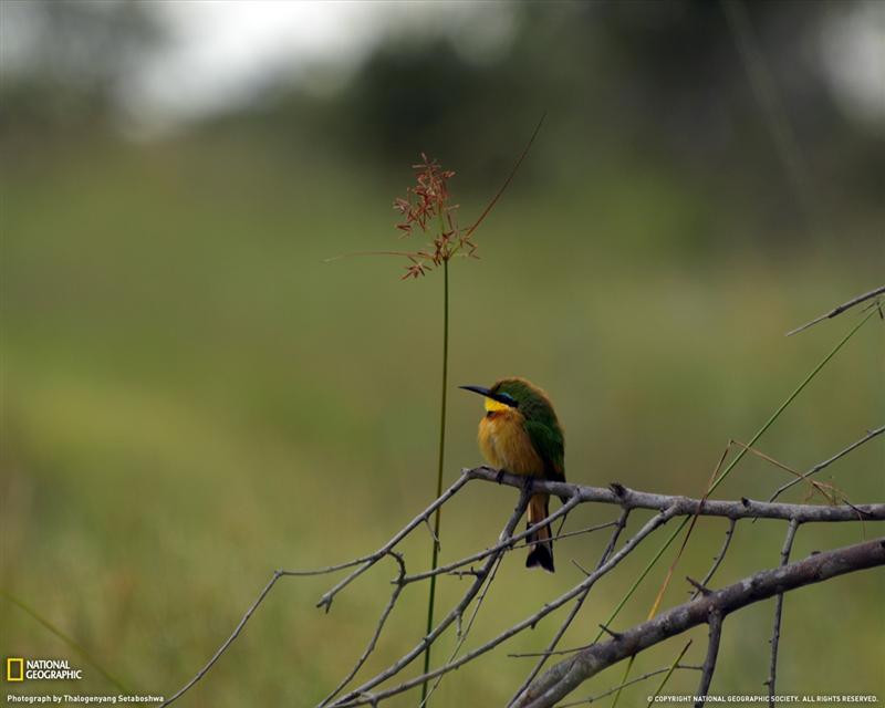 bee-eater-botswana-xl (Medium)